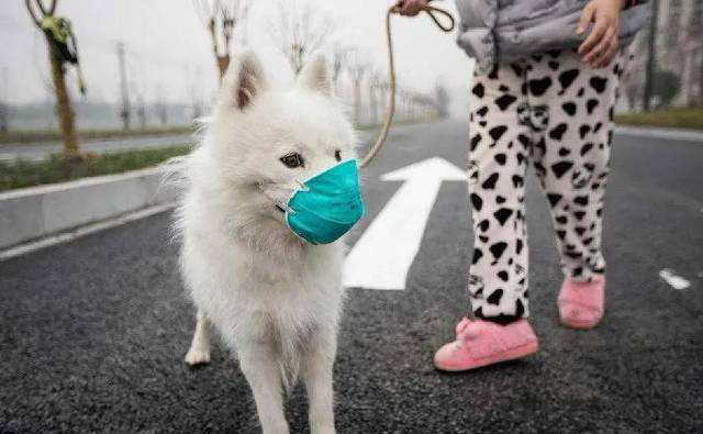 SASR-Cov-2 ወደ የቤት እንስሳት ይተላለፋል?